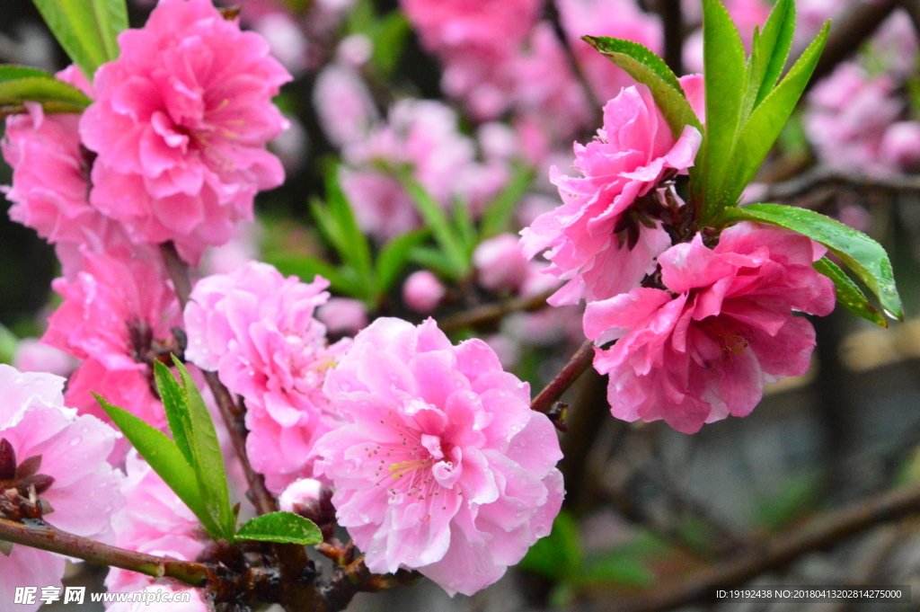 雨露碧桃花兒
