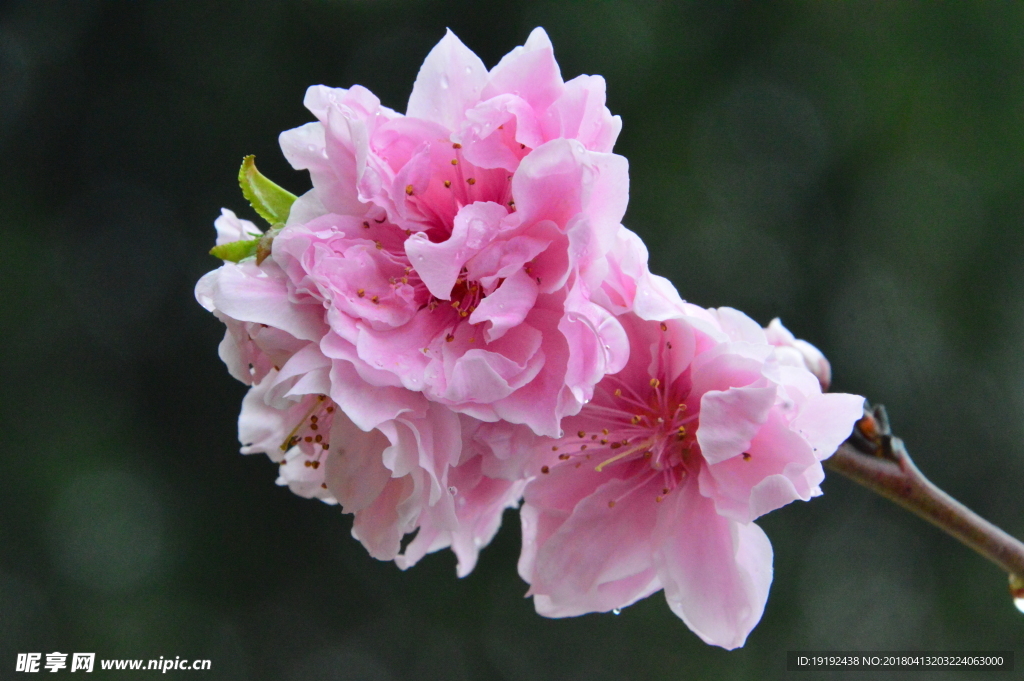 雨露碧桃花兒
