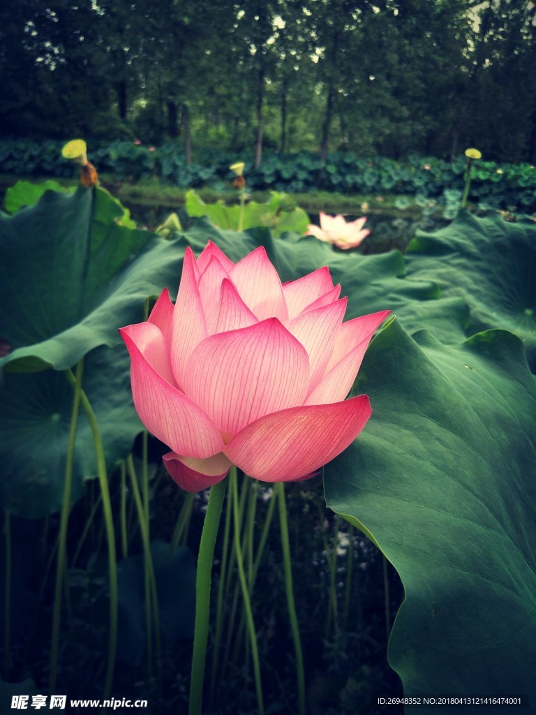 荷花