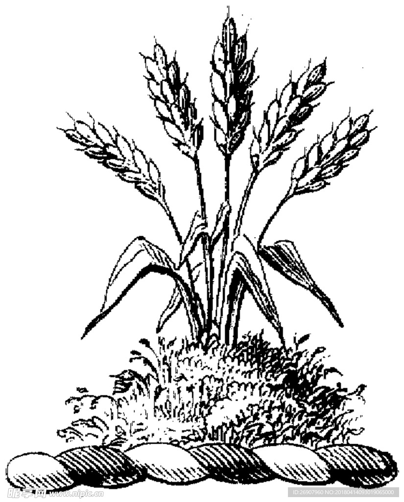 版畫(huà)  插圖  麥穗 草