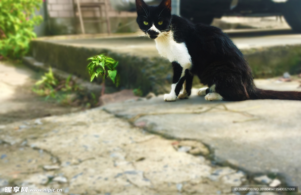 貓