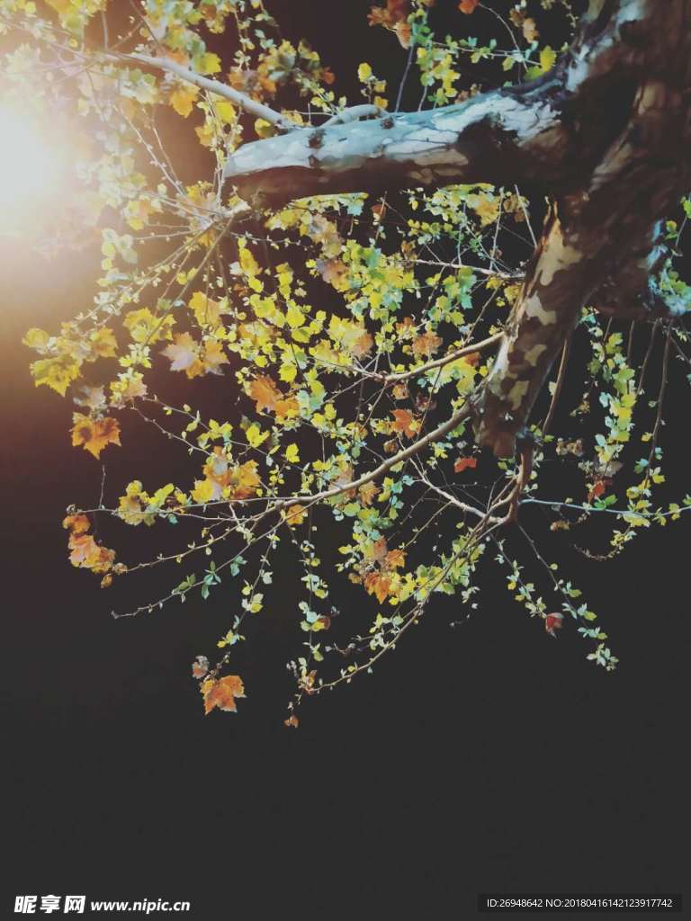 夜空 光 樹 黑煙 純色