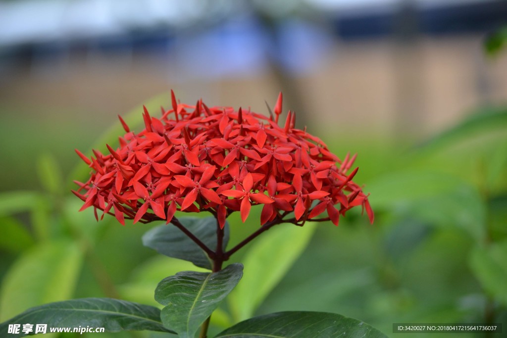 龍船花