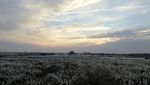 萊陽梨園夕陽