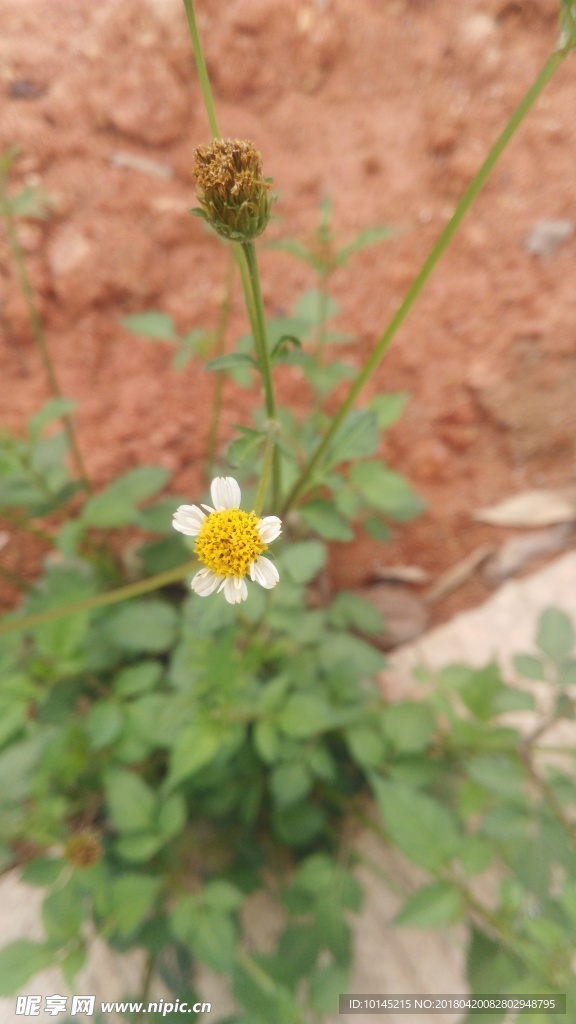 鬼針草