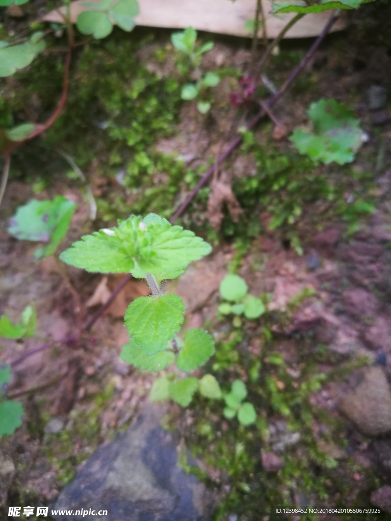 綠色的小草