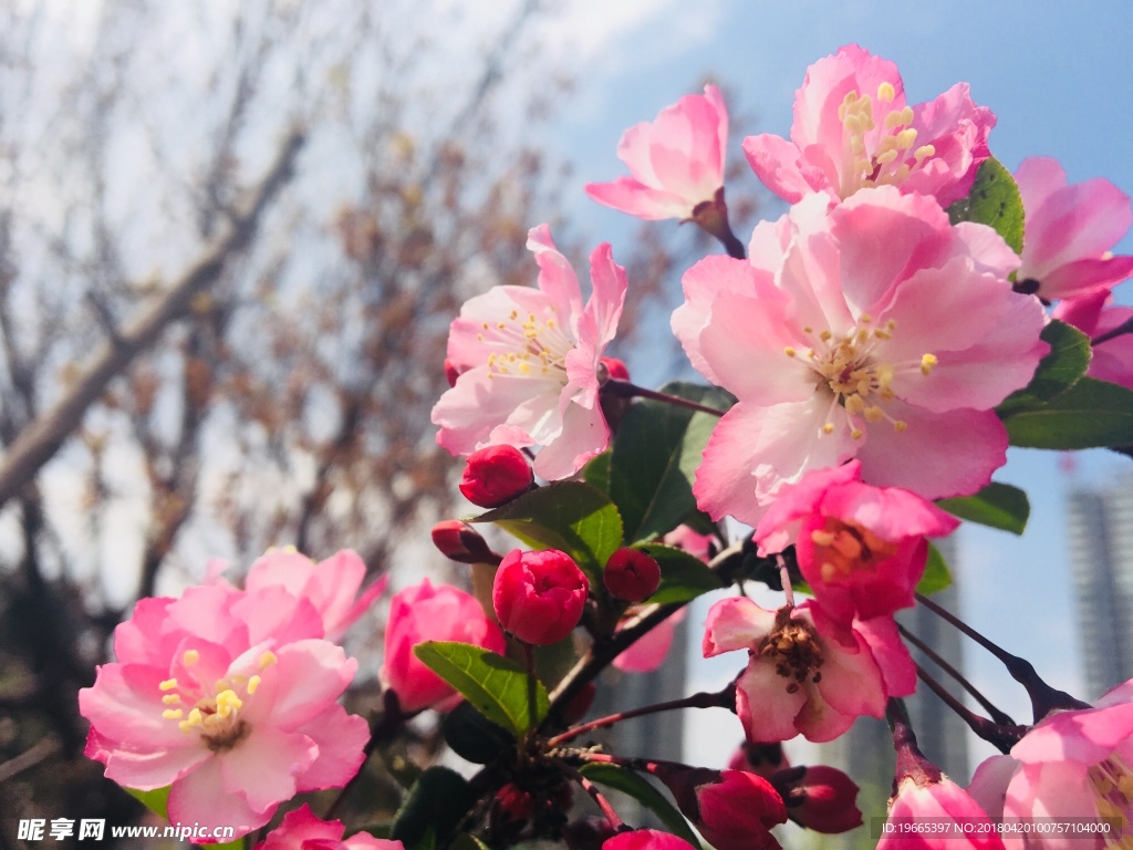 櫻花