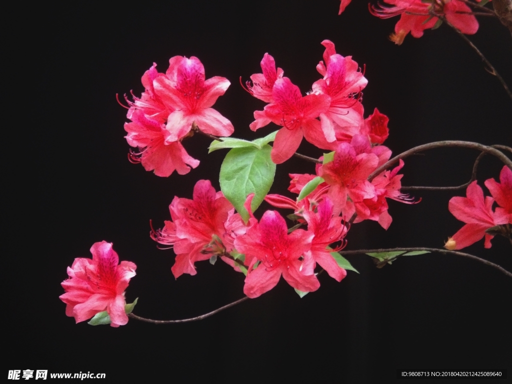 杜鵑花