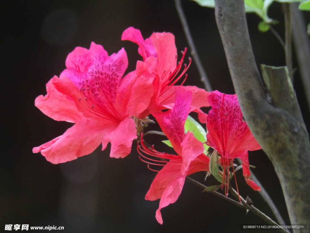 杜鵑花