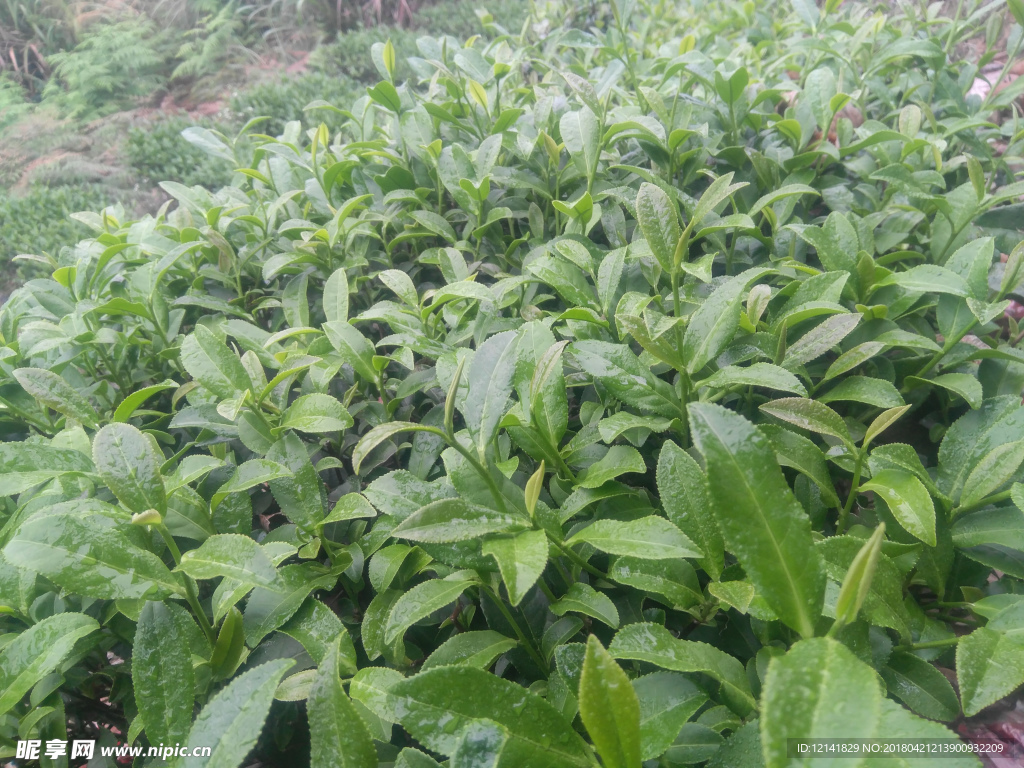 茶葉