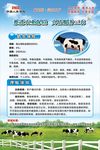 奶牛养殖保险海报