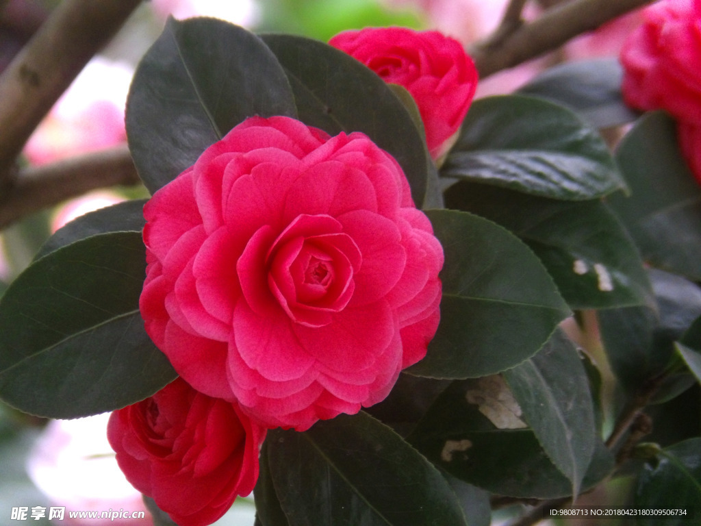 茶花