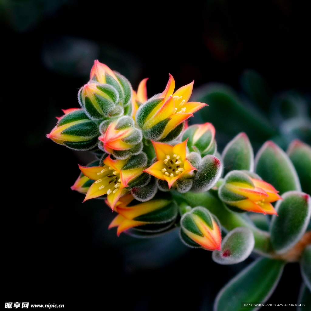 幽靈花