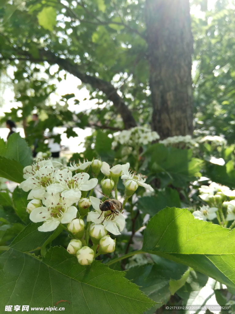 蜜蜂