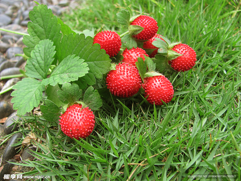 野草莓