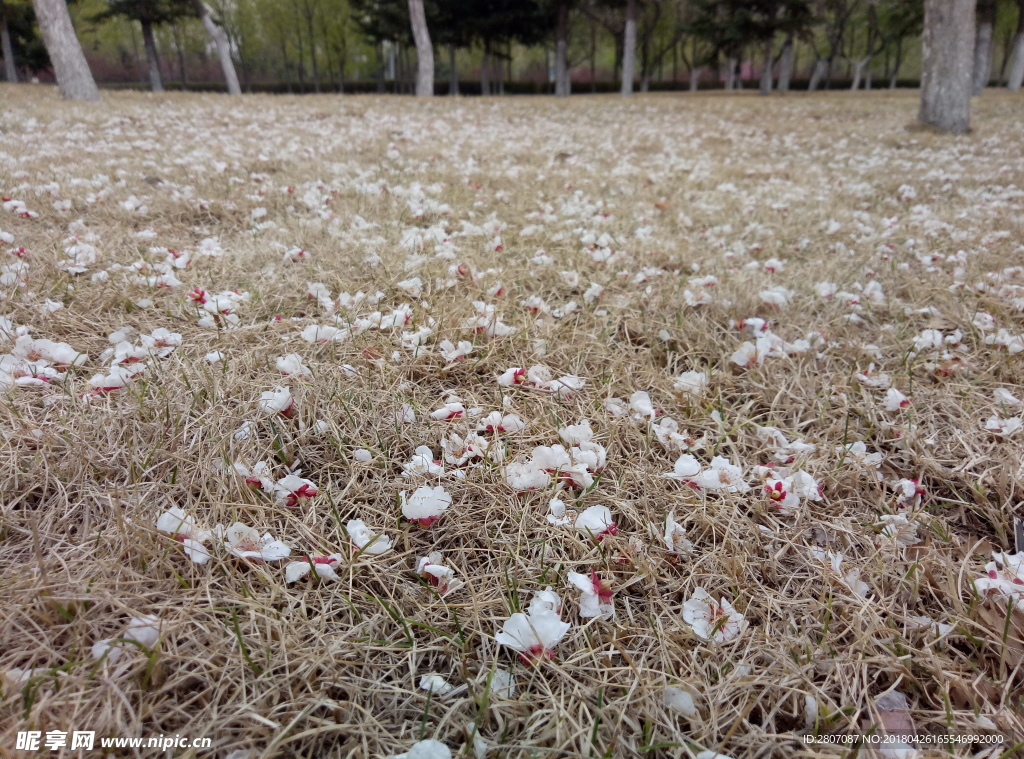 漂亮的落花