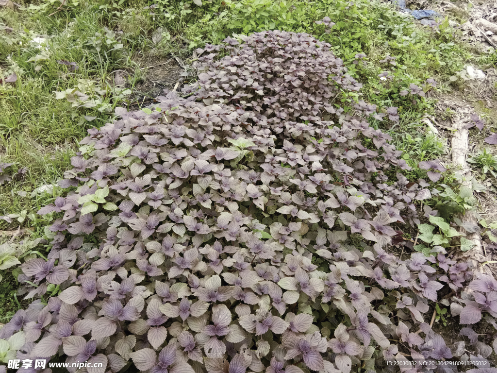 紫蘇 紫蘇菜地