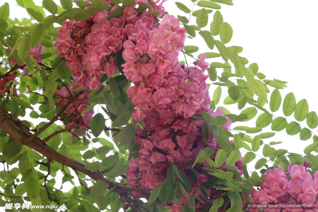 紫槐花