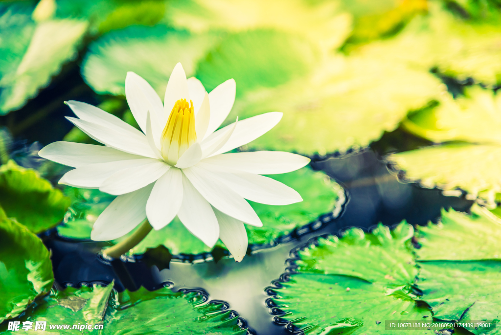 花