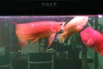 水族鱼缸红龙龙鱼鹦鹉鱼