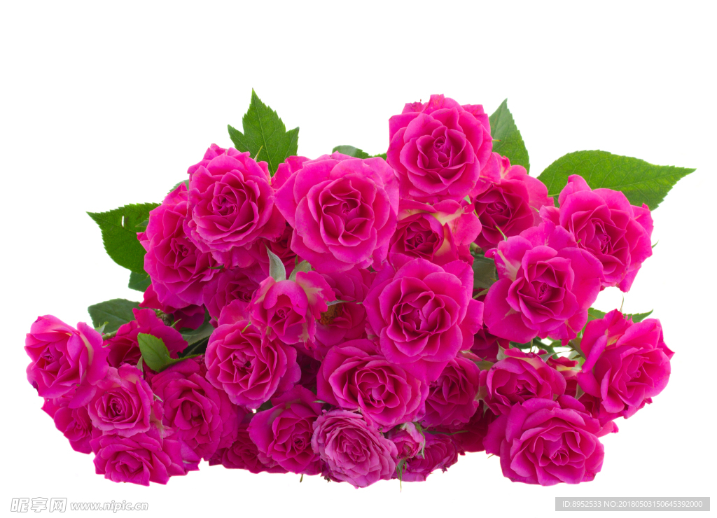 薔薇
