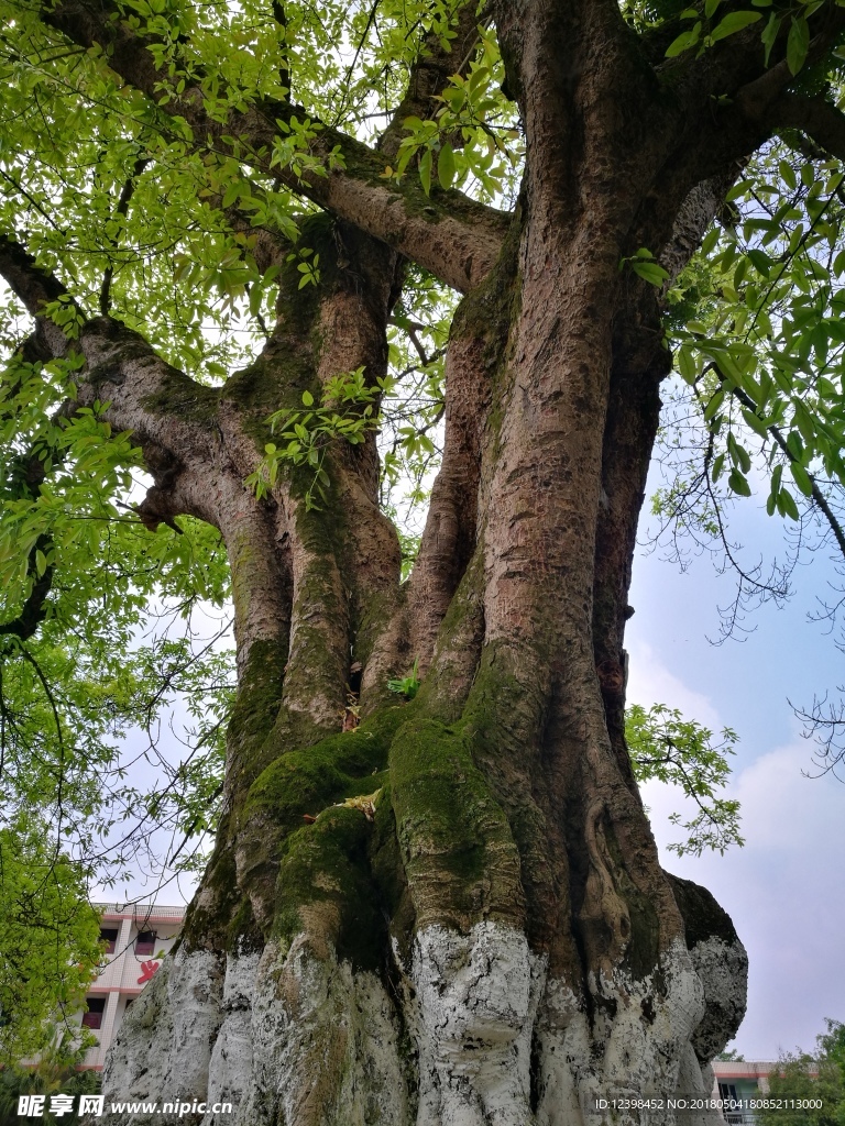 黃角樹