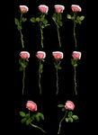 单支玫瑰花