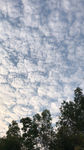 天空 云海 树影 蓝天 白云