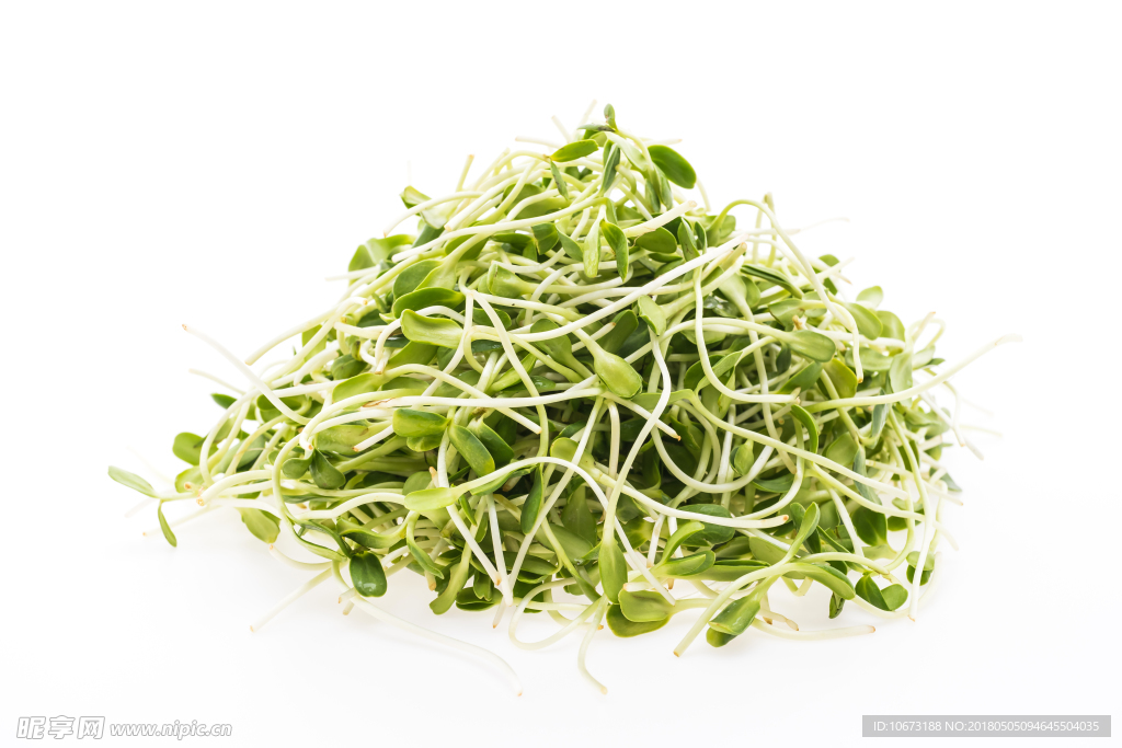 綠豆芽