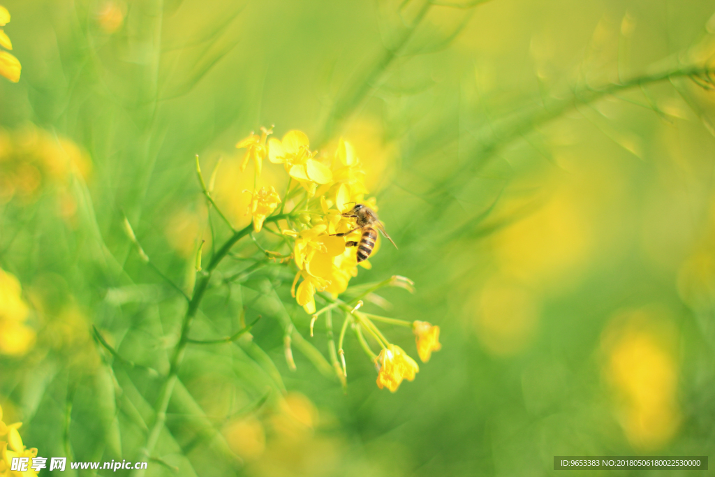 油菜花