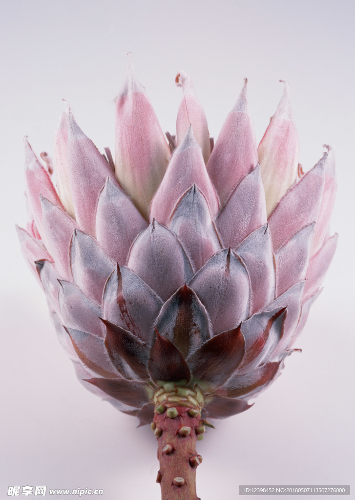 芋花