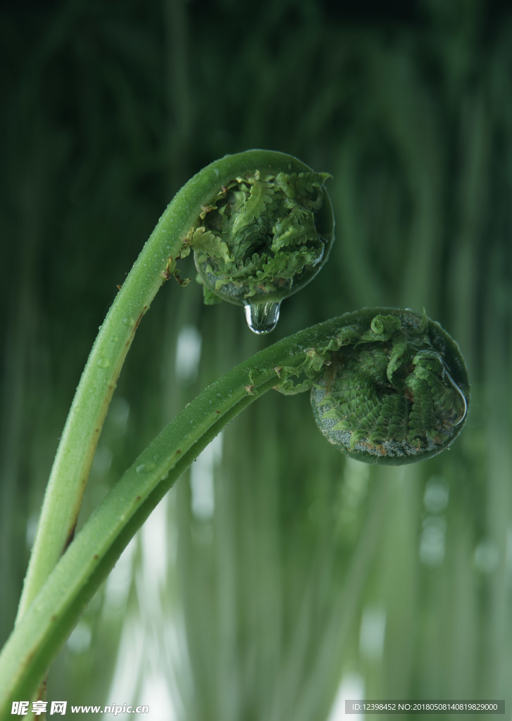 蕨菜
