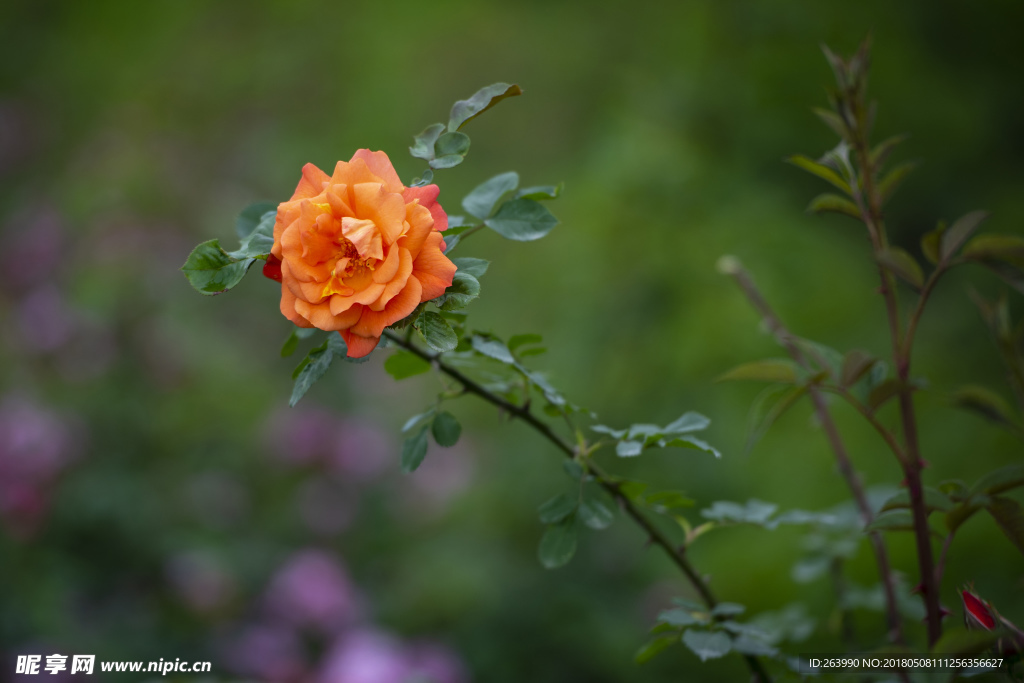 薔薇花