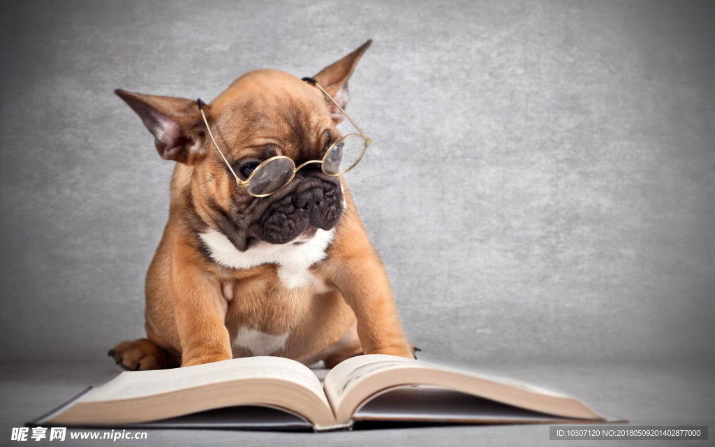 狗狗看书