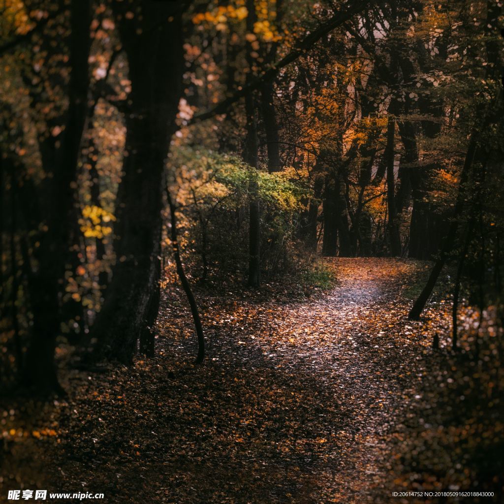 美麗的樹林風景