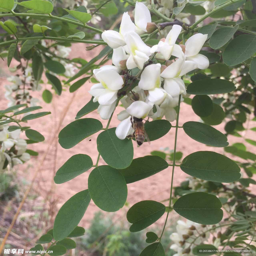 槐花   蜂蜜  高清圖