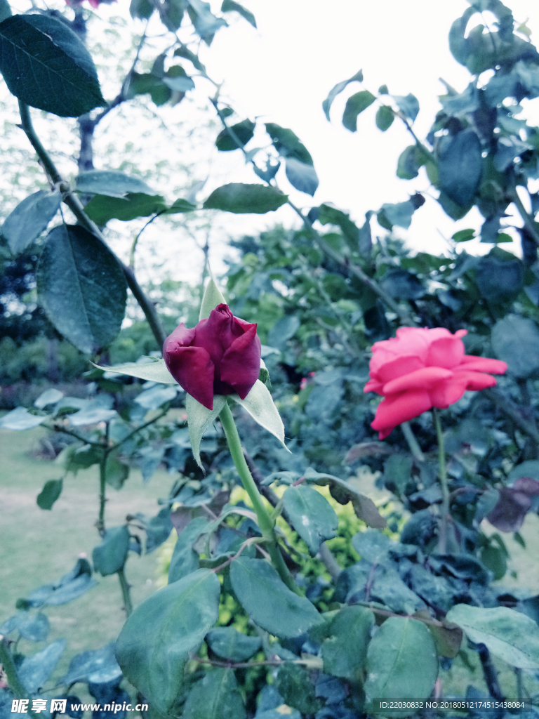玫瑰花蕾