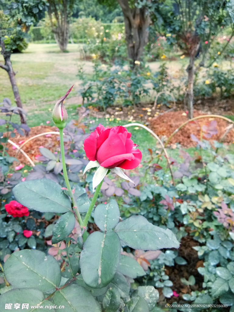 玫瑰花蕾