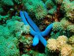 海底潜水珊瑚海星