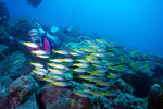 海底海洋潜水员鱼群