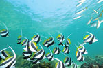 海底热带鱼群
