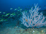 海底珊瑚鱼群潜水摄影
