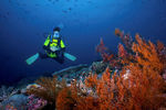 海底红珊瑚潜水员