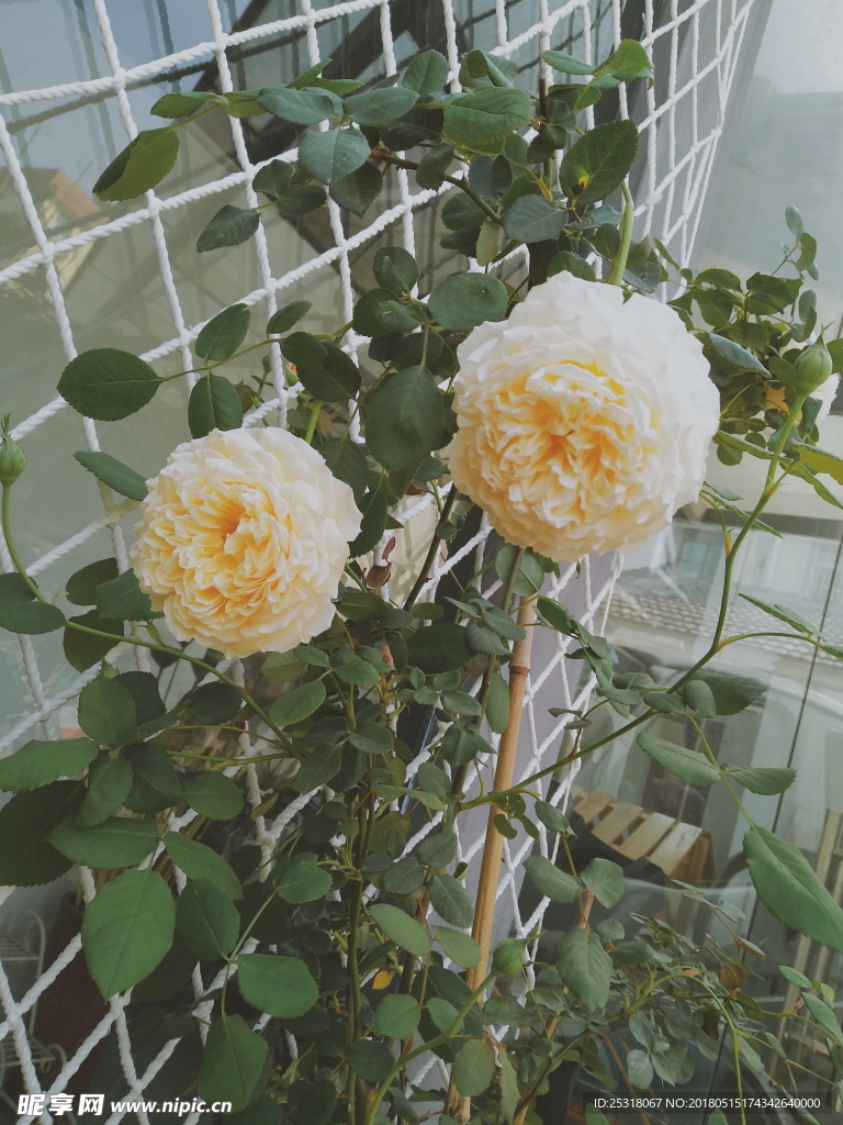 花