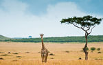 非洲长颈鹿