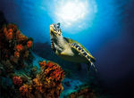 海洋海底红珊瑚海龟