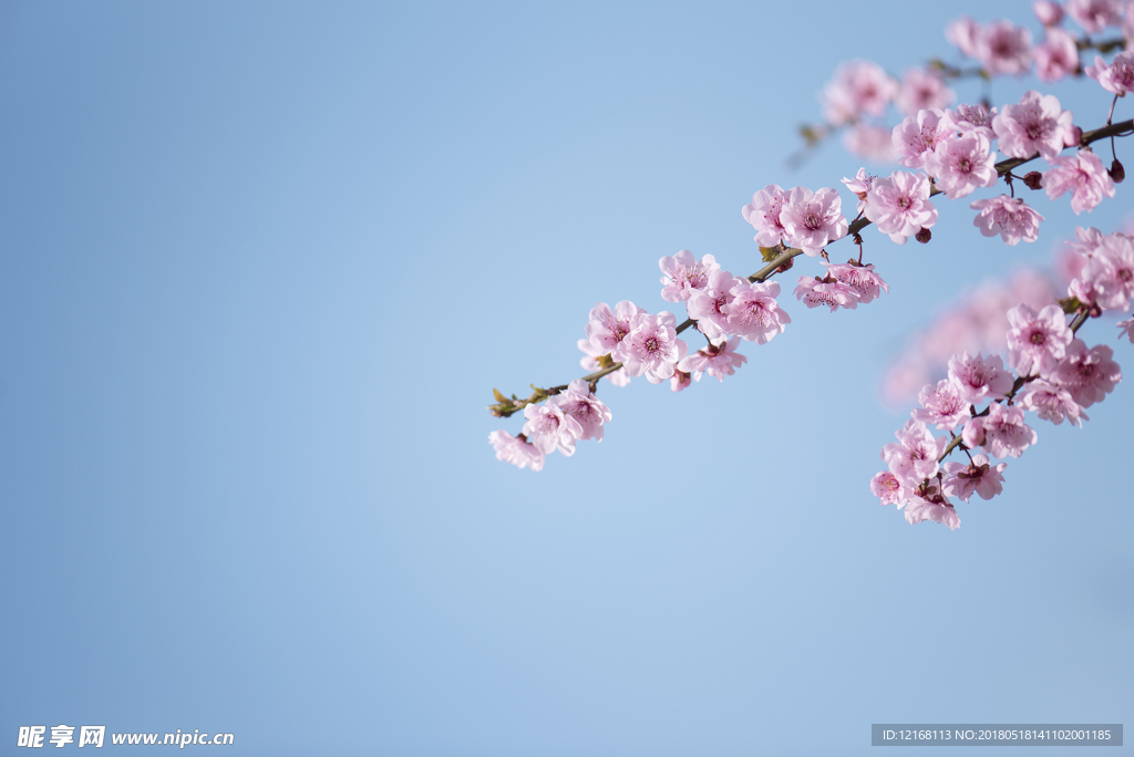 花朵壁紙
