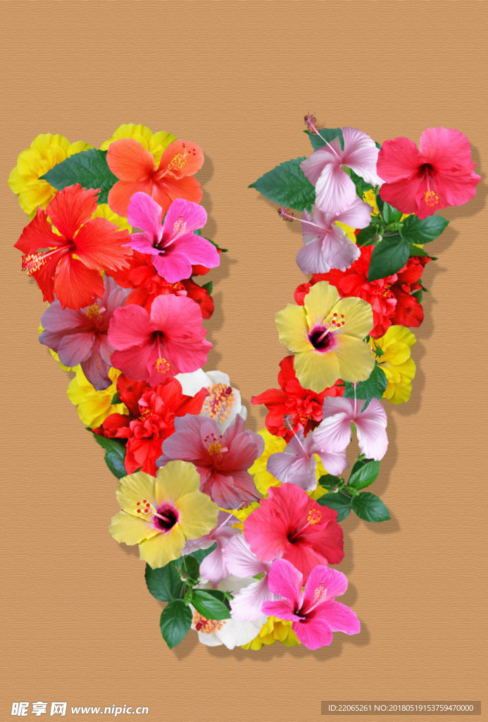 朱槿花V