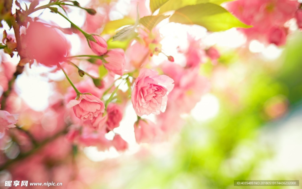 鮮花花朵樹枝樹蔭樹梢