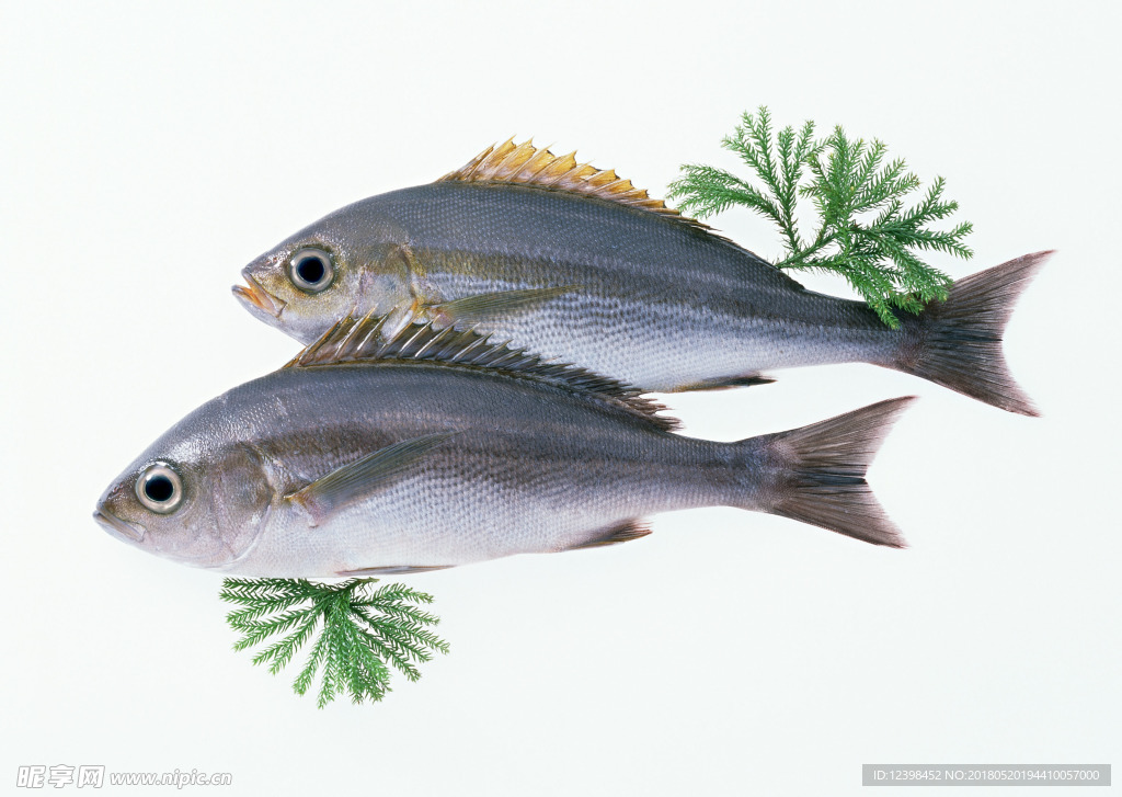 鮮魚